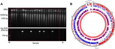 Improved single-cell genome amplification by a high-efficiency phi29 DNA polymerase